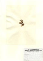 藏品(硬盾果藻)的圖片